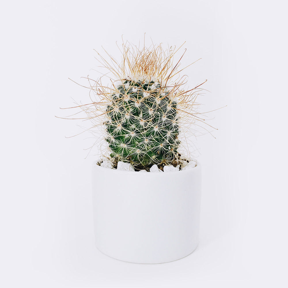 Mini Astrophytum